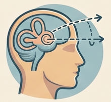 Vestibular & vertigo rehabilitation